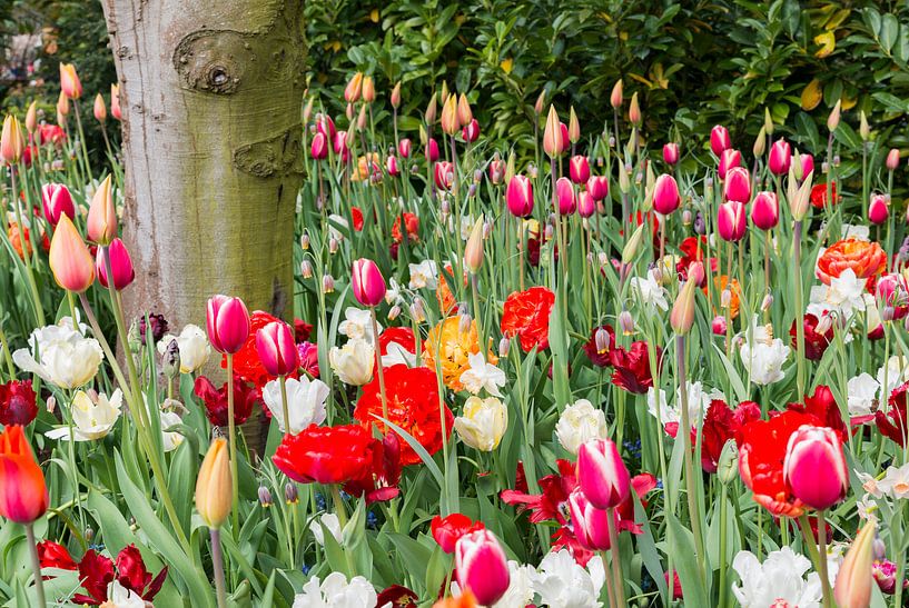 velden met wilde bloemen en tulpen par ChrisWillemsen