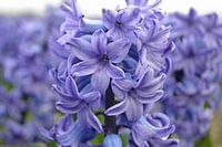 Hyacint in de Bollenstreek/Nederland