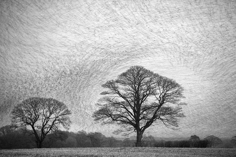 Groep Spreeuwen in vlucht van AGAMI Photo Agency