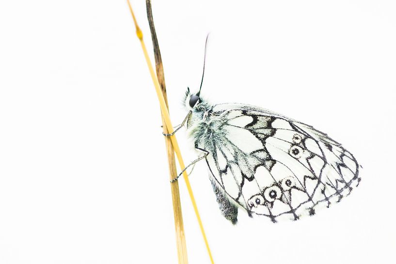 Damier par Danny Slijfer Natuurfotografie