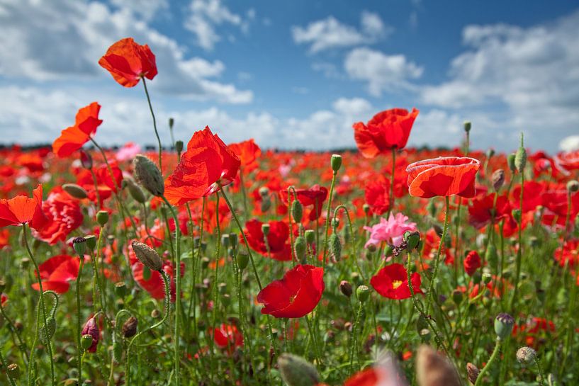 Mohnblumen im Polder von Arie Storm