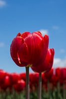 Rode tulpen