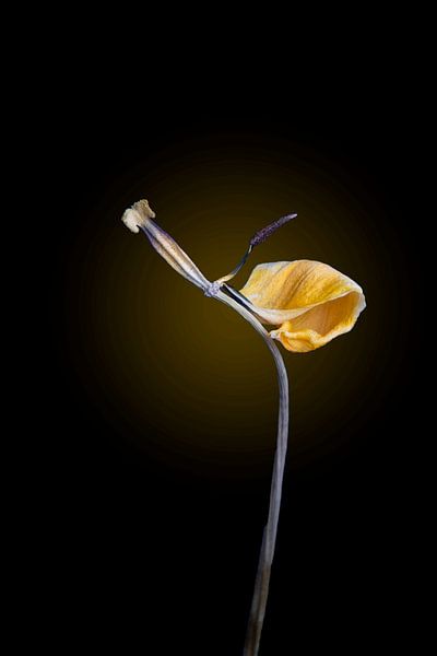 la dernière page par Ribbi