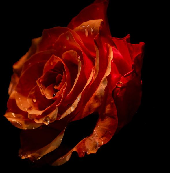 The rose in the dark. by Robby's fotografie