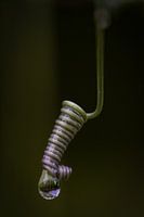 Root sprout passion flower