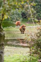 Schottischer Hochlandbewohner