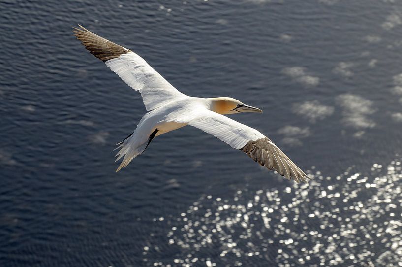 Jan van Gent von wim verrijp