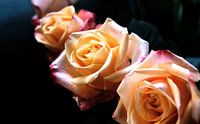 Three roses on a dark background