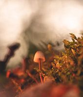 Autumn plate in September from the forest