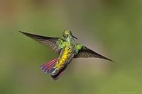 Beija-flor-de-veste-preta