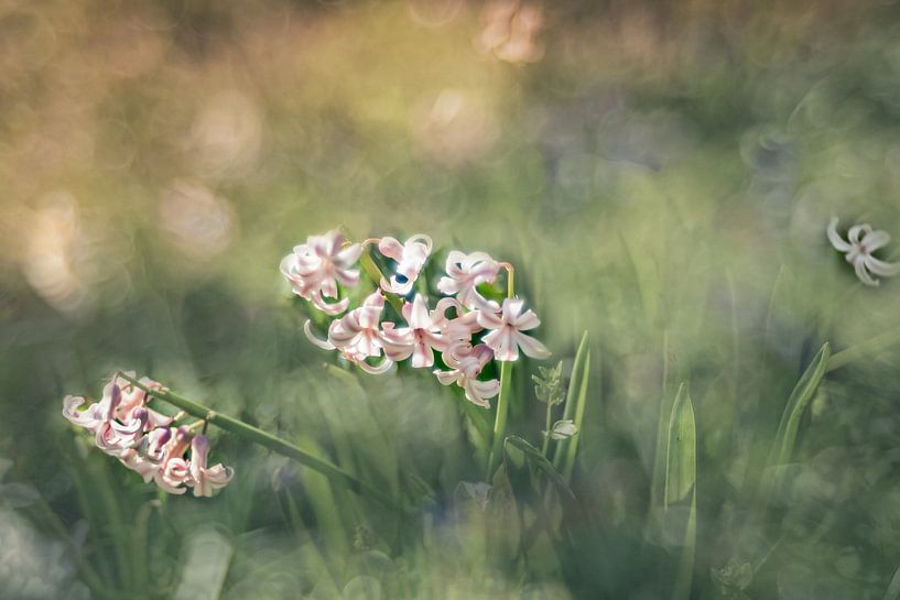 Gentle hyacinths by ahafineartimages