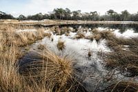Teiche und Wälder im Naturschutzgebiet Kampina