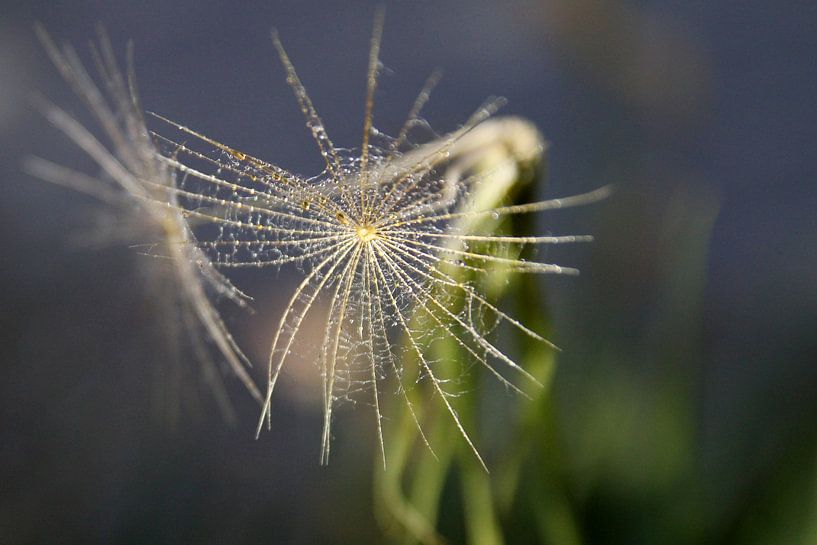 Jumeaux par Cornelis (Cees) Cornelissen