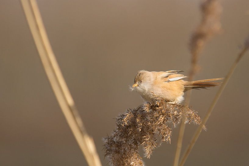Bearded tit by Arien Linge