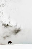 Amerikaanse bizon, Bison bison