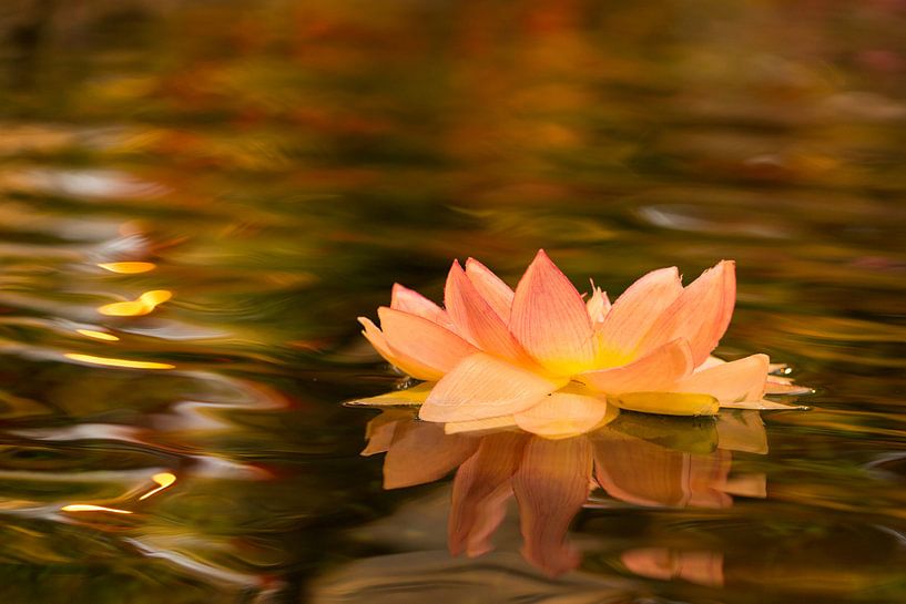 Indische Waterlelie von Jelte Bosma