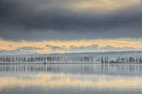 Damm zur Insel Reichenau mit Pappelallee - Bodensee