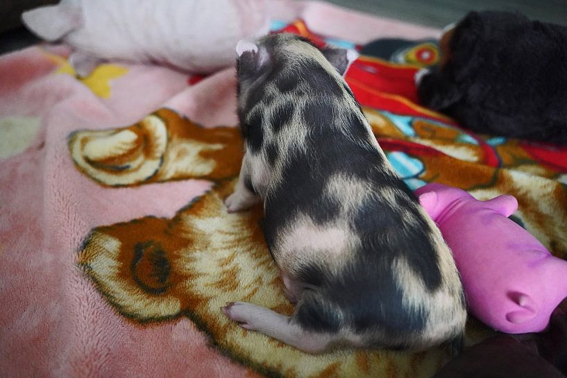 mini-porc pie en élevage manuel par Babetts Bildergalerie