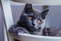 Britisch-Kurzhaar-Kätzchen