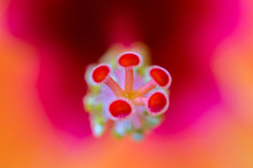 Fleur de tango dorée par Joost Potma