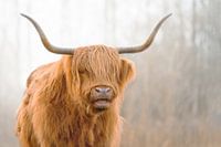 Highlander écossais 7