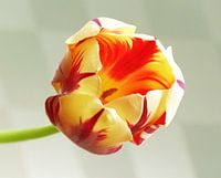 tulp flame 2