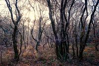 Vroege ochtend in het bos.