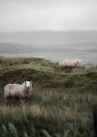 Sheep in Scotland V