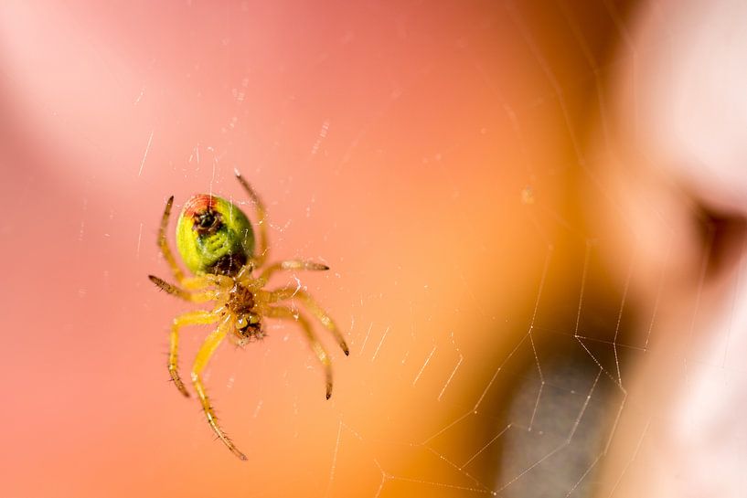Araignée von gerald chapert