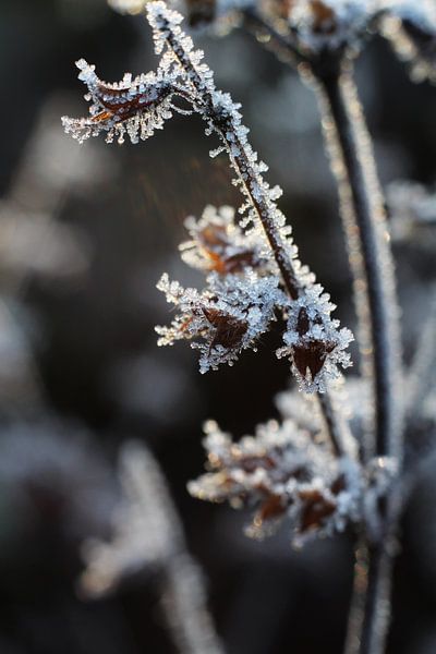 Abstrakte eisige getrocknete Blütenköpfe Melissa officinalis von Imladris Images
