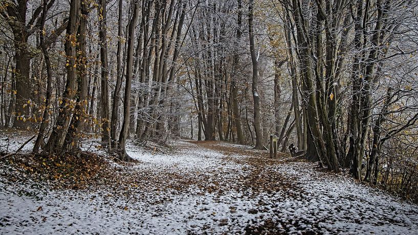 Ein Hauch von Winter im Eyser Wald von Rob Boon