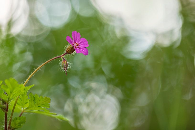 Robert's herb (Geranium robertianum) by Carola Schellekens