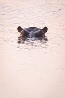 Flusspferdkopf im Wasser bei Sonnenuntergang