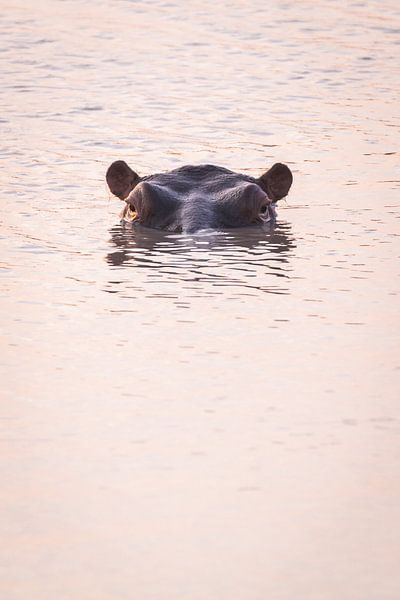 Flusspferdkopf im Wasser bei Sonnenuntergang von Simone Janssen