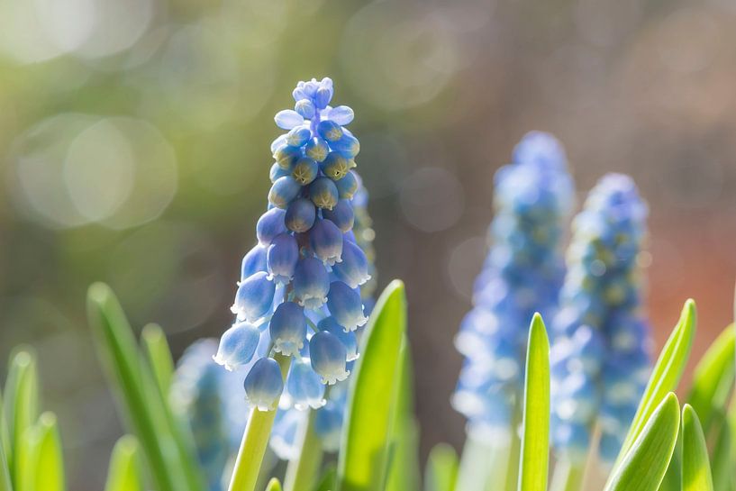 Kleine Traubenhyazinthe von Ans Bastiaanssen