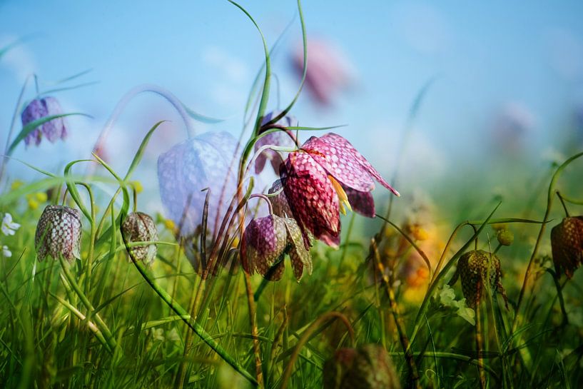 Schachbrettblume von Diane Jordan