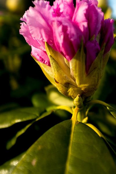 rhododendron during sunset | fine art nature photo by Karijn | Fine art Natuur en Reis Fotografie