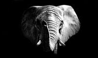African Elephant