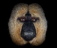 Porträt: Auge in Auge mit einem weißgesichtigen Lemur