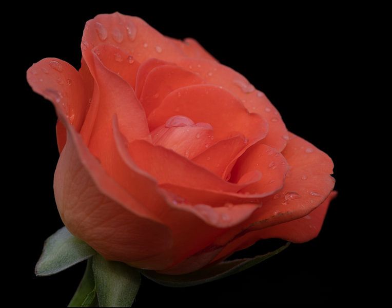 Waterdrops on an orange rose close up with black background by Jolanda de Jong-Jansen
