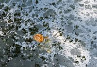 Schwarz und weiß mit einem Spritzer Farbe