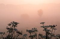 Mist over a field in The Netherlands