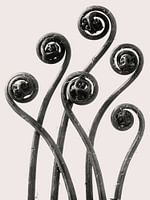 Karl Blossfeldt - Adiantum Pedatum