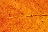 Close-up of an orange-yellow autumn leaf
