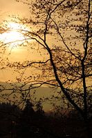 Oranje late middag zon