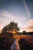 Sonnenuntergang über dem blühenden lila Heidekraut