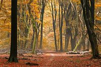 Chemin forestier en automne