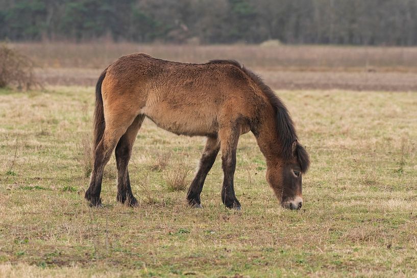 Exmoor Pony dans le Maashorst par Merijn Loch