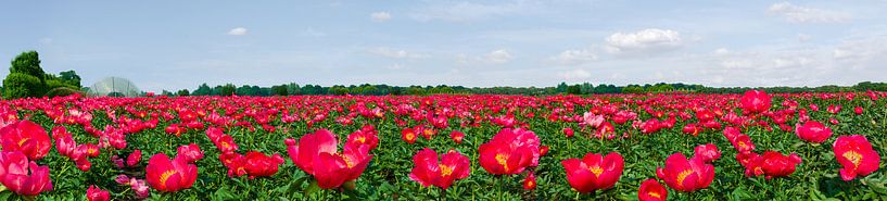 Spectacle de pivoine par Hannie Kassenaar
