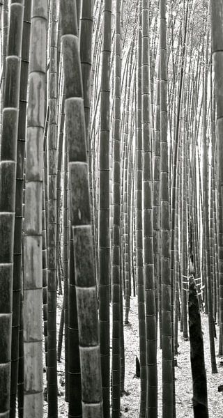 'Bamboebos', Kyoto- Japan by Martine Joanne